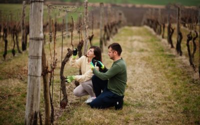 ¿Quiénes trabajan en la elaboración del vino?