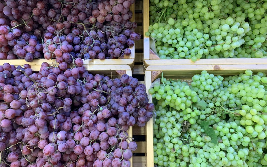 ¿Qué uvas se utilizan para el vino?