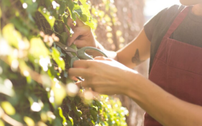 Conoce los vinos orgánicos, naturales y biodinámicos