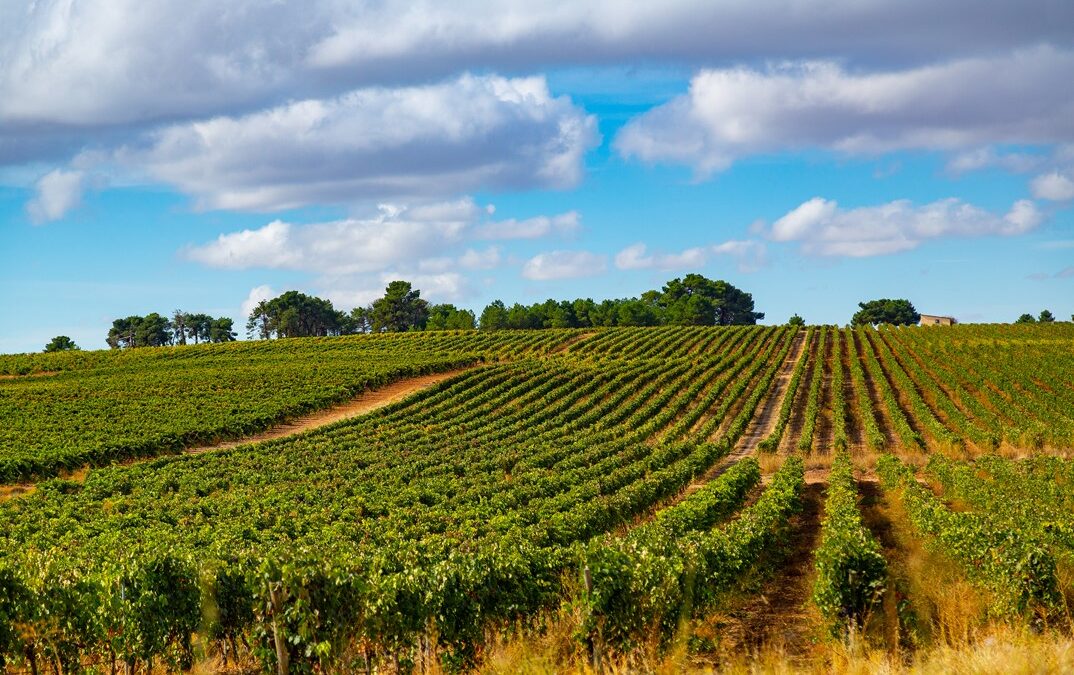 Cómo el Cambio Climático Impacta el Mundo del Vino