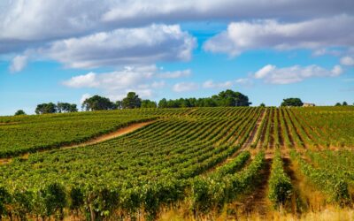 Cómo el Cambio Climático Impacta el Mundo del Vino