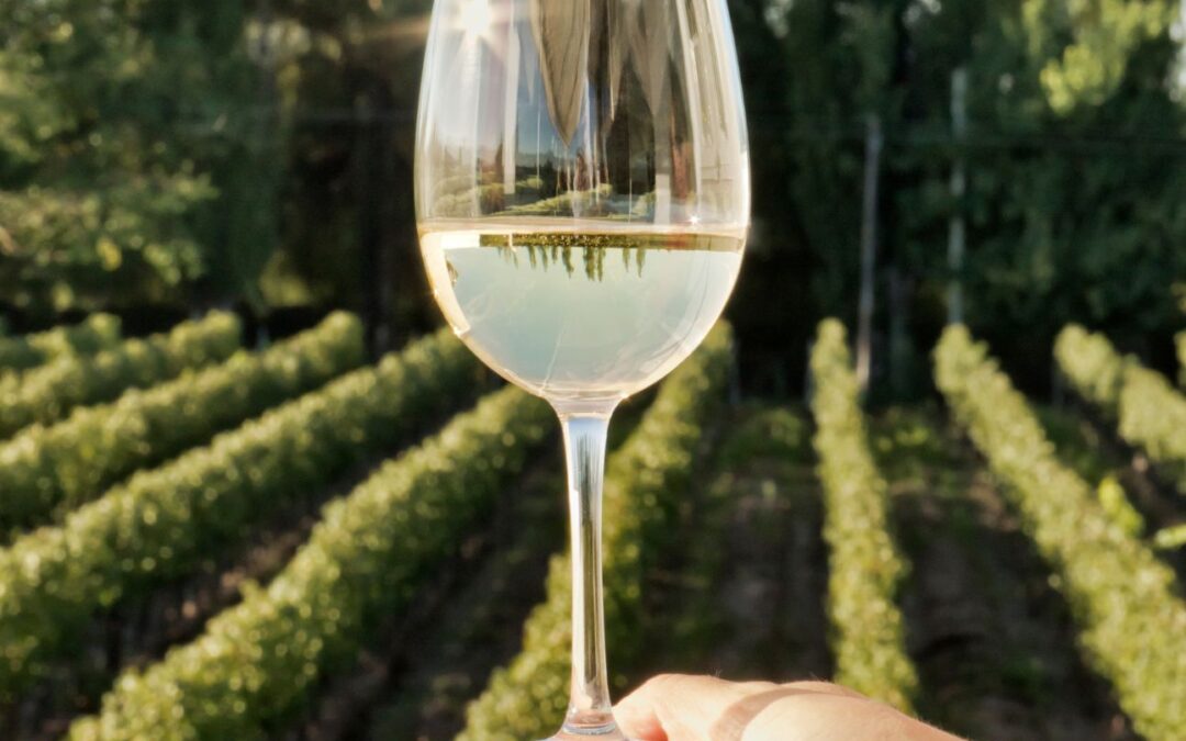 Del viñedo a tu copa: cómo nace el sabor único de Diamante